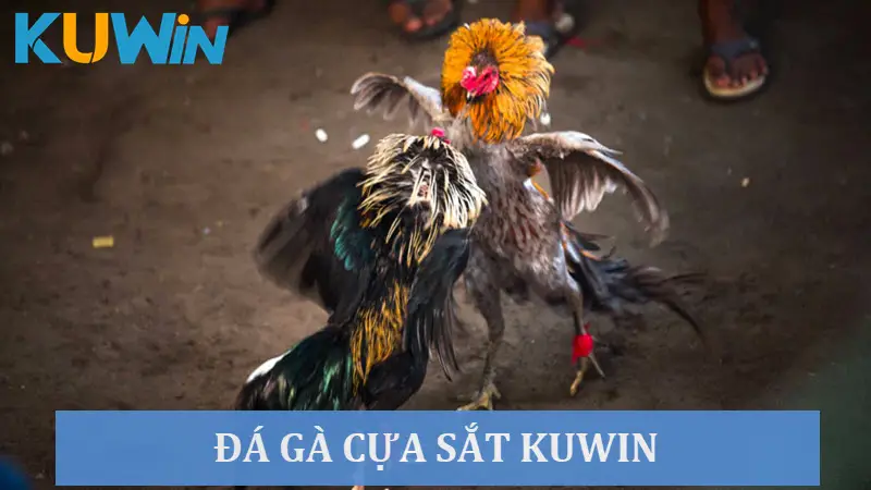 Khám phá đá gà cựa sắt siêu thú vị tại nhà cái Kuwin